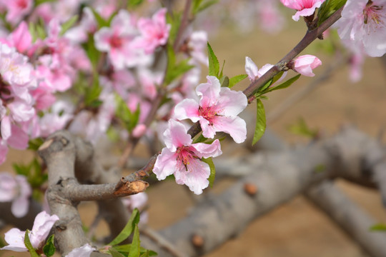 桃花