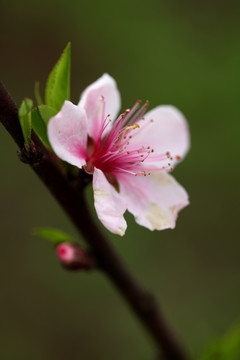 桃花特写