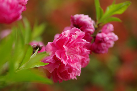 碧桃花开