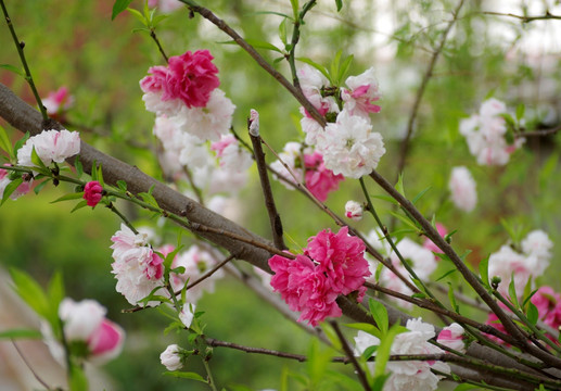 多彩碧桃花