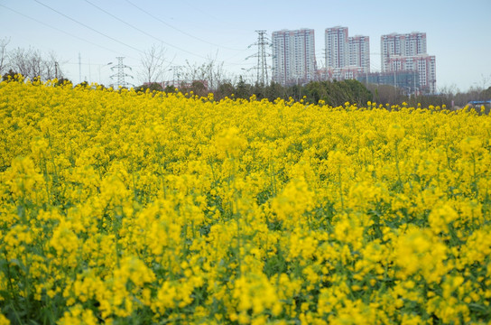 油菜花和楼盘