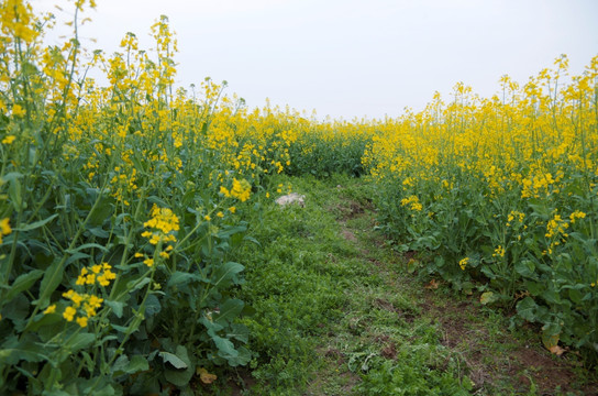 油菜花