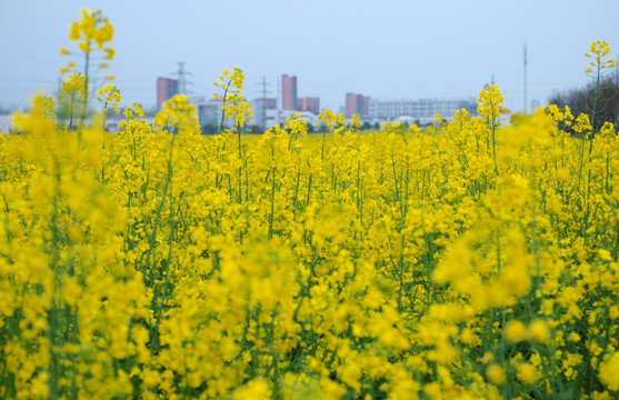 滁州城市边缘