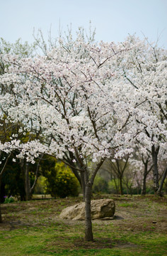 樱花树