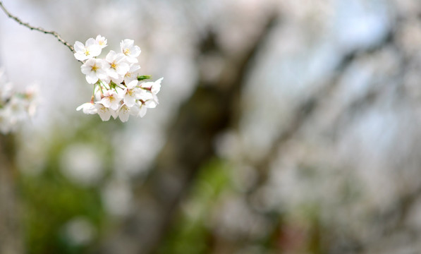 樱花