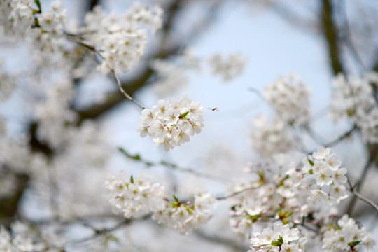 樱花