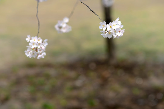 樱花