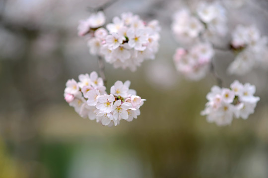 樱花