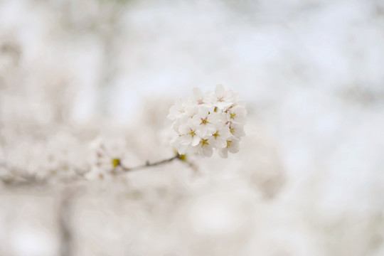 东京樱花