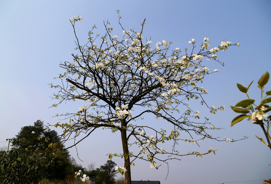 梨树开花