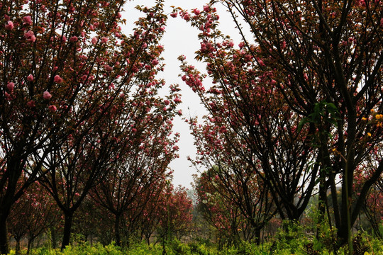 樱花林