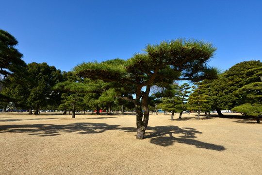 日本松树