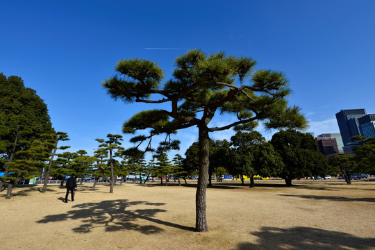 日本松树