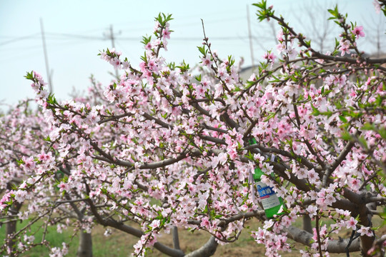 桃花