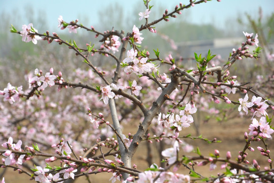 桃花岛