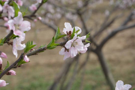 桃花枝