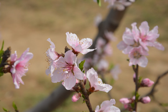 桃花