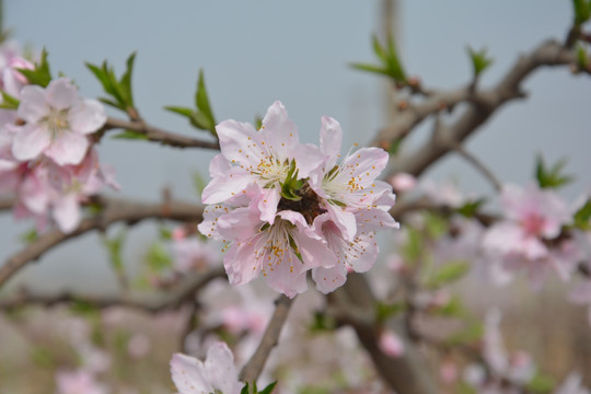 桃花