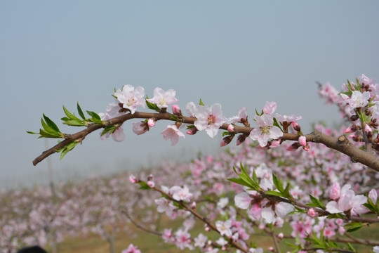 桃花枝