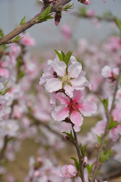 桃花