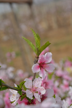 桃花枝