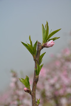 桃花