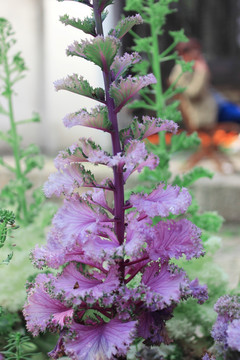 紫菜