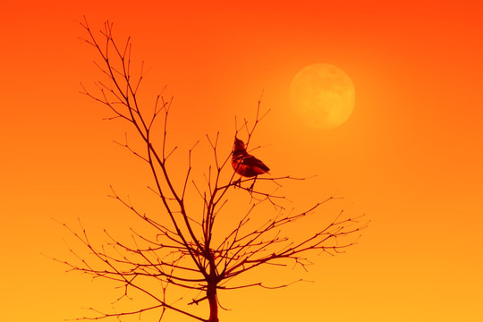 枝头小鸟 落日 夕阳