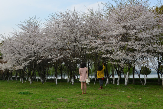 樱花