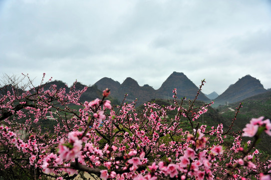 桃花园