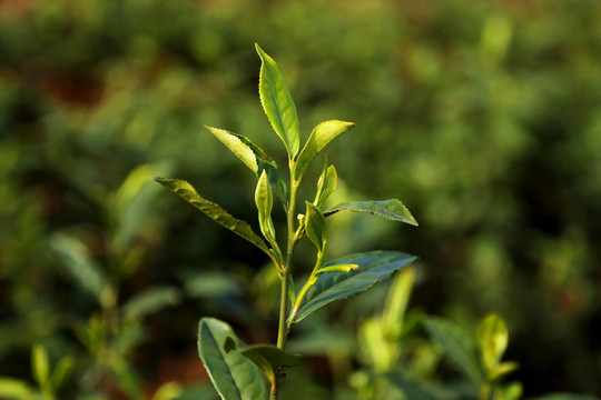 春茶新芽