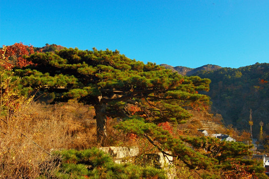 慕田峪秋色