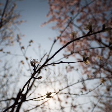 杏花 方片 太阳 逆光