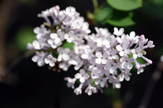 丁香花