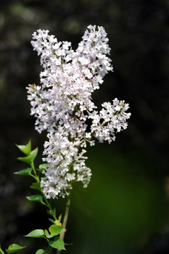 丁香花