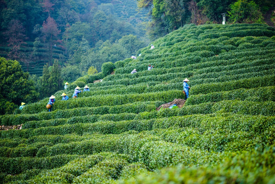 杭州龙井茶园