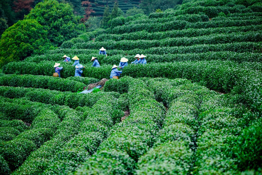 杭州龙井茶园