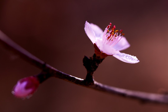 花蕊 TIF高质量摄影大图