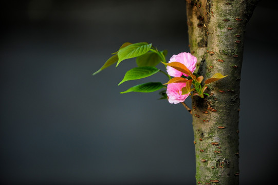 中国风 简约 樱花