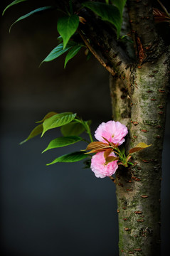 中国风 简约 樱花