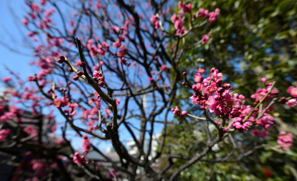 浅草寺