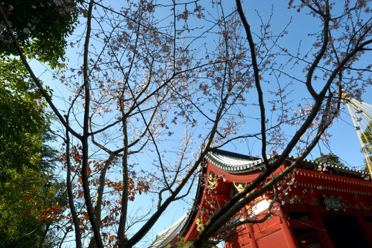 浅草寺