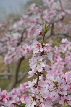 桃花