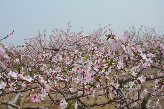 桃花树