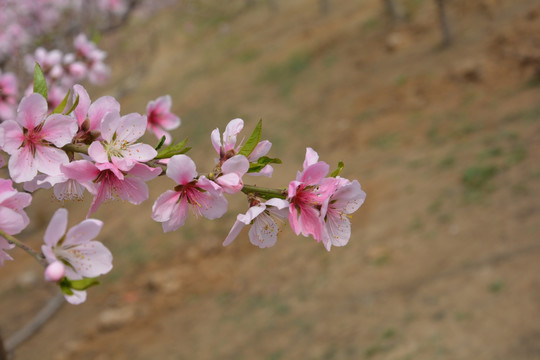 桃花枝