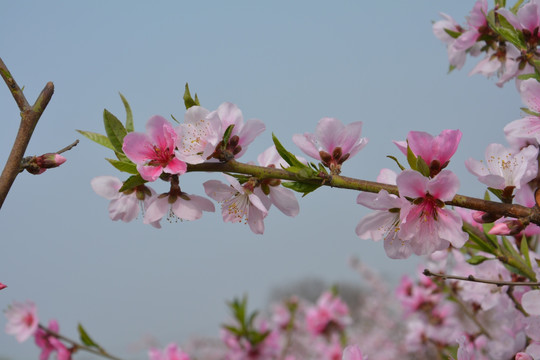 桃花枝