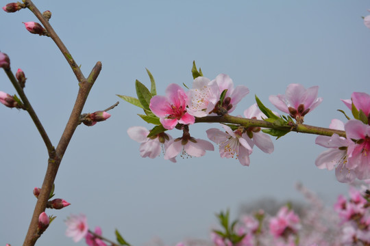 桃花