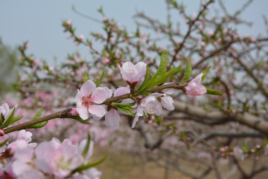 桃花