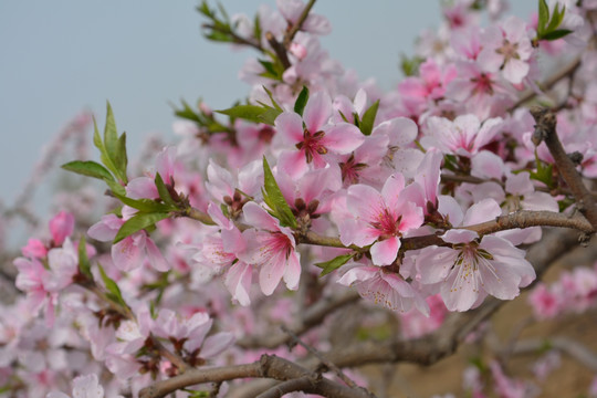 桃花树