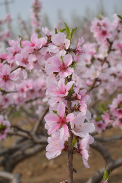 桃花